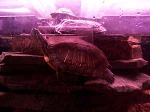 tortue floride1.jpg (30989 octets)